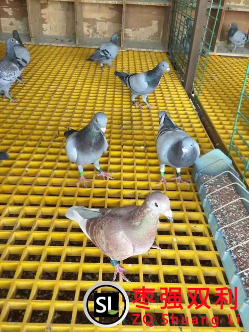 肉鴿規模化養殖的保障 鴿舍地網格柵