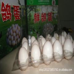 鴿子養殖報價_鴿子養殖供應_鴿子養殖廠商批發-商務聯盟產品頻道