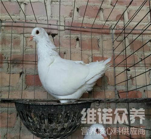 肉鴿怎么養(yǎng)殖方法,肉鴿飼料最簡(jiǎn)單的配方
