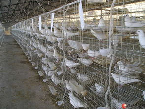 大量出售全新鴿子籠150塊一組包括全套配件
