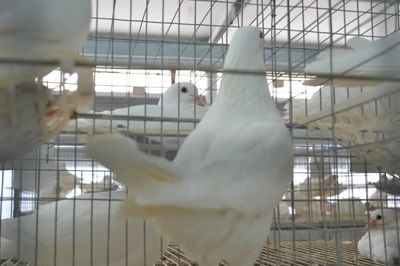 省協(xié)會(huì)赴河北寧達(dá)飼料公司走訪調(diào)研