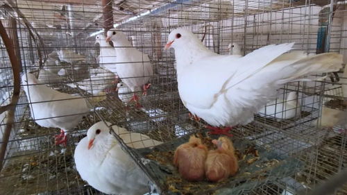 有了新進(jìn)展 入滇 金鴿 成功孵化,首批小鴿子即將出欄