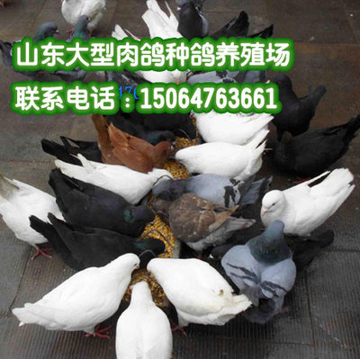 如何養(yǎng)鴿子 肉鴿養(yǎng)殖場產(chǎn)品的資料 - 山東機電網(wǎng)