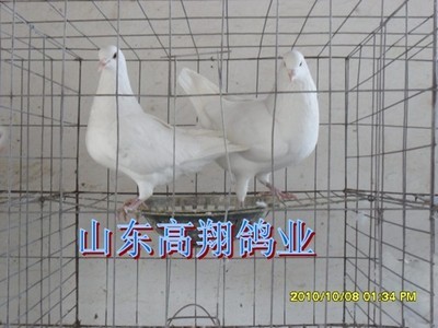 吉林種鴿養(yǎng)殖、吉林種鴿 -種鴿-種鴿養(yǎng)殖場-肉鴿-肉鴿養(yǎng)殖場-高翔鴿業(yè) 肉鴿產(chǎn)品展示(白羽王種鴿、白條乳鴿、肉鴿養(yǎng)殖場)-金泉網(wǎng)