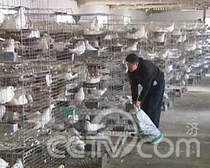 魅力農(nóng)產(chǎn)品之貴州篇:受青睞的修文肉鴿(2008.12.01)(組圖)
