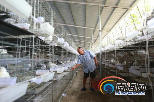 儋州排浦肉鴿養(yǎng)殖帶動(dòng)61戶貧困戶脫貧 入股既能領(lǐng)工資又能分紅