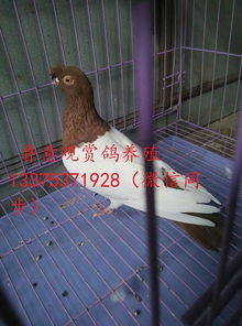 甘孜藏族自治州觀賞鴿養殖場