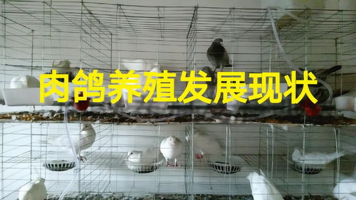 肉鴿養殖發展現狀,你還在觀望嗎