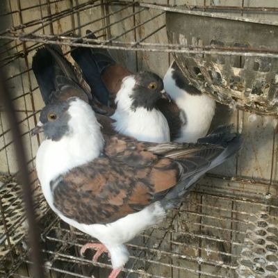 元寶鴿 自家養殖精品元寶種鴿,元寶青年鴿,元環鴿,白羽王 落地王肉鴿