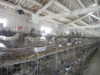 sfgdhg“威海肉鴿養殖廠,低價處理一批肉鴿”_建筑材料欄目