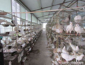 養殖100對元寶鴿需要投資多少錢 元寶鴿養殖利潤大還有多少