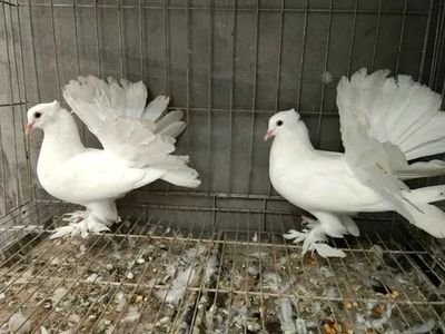 1萬元就能起步,適合農村的小本養殖項目合集!