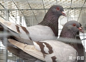 北方肉鴿養殖的前提條件