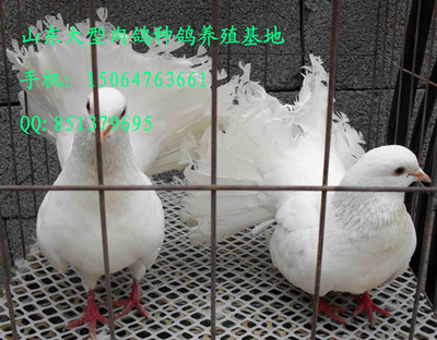 種鴿養殖|肉鴿養殖場 肉鴿鴿肉產品的資料 - 上海機電網