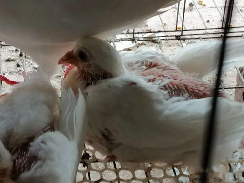 如何有效地提升養殖肉鴿的經濟效益