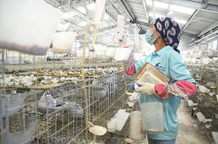 新疆烏什縣 5500萬肉鴿養殖示范基地帶動農牧民脫貧致富